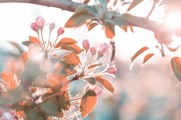 Kwitnące Drzewo Wiosennym Ogrodzie Piękne Wiosna Naturalne Tło — Zdjęcie stockowe
