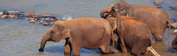 Asian Elephant Sri Lanka — Stock Photo, Image