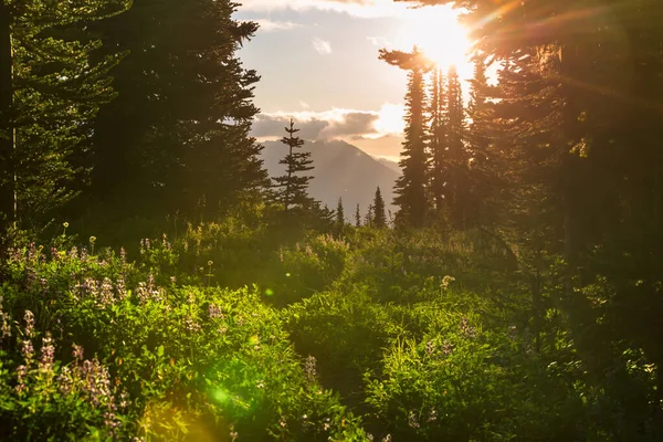 晴れた日に山の牧草地 自然の夏の風景 — ストック写真