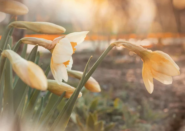 Vackra Vårblommor Trädgården Säsong Naturlig Bakgrund — Stockfoto