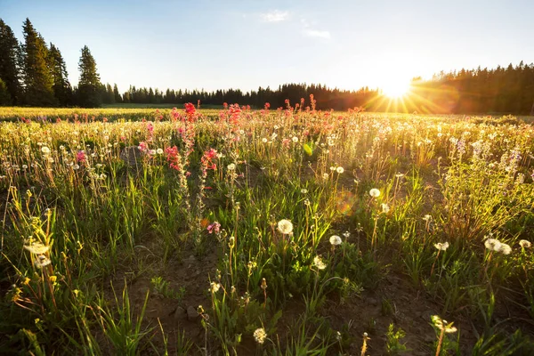 花の牧草地で晴れた日 美しい自然の背景 自然界の野生植物 — ストック写真