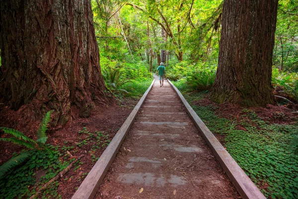 Férfiak Egy Gyönyörű Erdő Óriás Sequoias Kaliforniában Usa — Stock Fotó