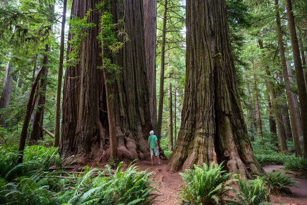 Hommes Dans Une Belle Forêt Séquoias Géants Californie États Unis — Photo