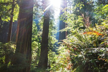 Yeşil ormanda güneşli bir günde ışıldar