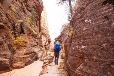 Utah, ABD 'deki Grand Staircase Escalante Ulusal Parkı' ndaki Slot Kanyonu. Utah çöllerinde alışılmadık renkli kumtaşı oluşumları yürüyüşçüler için popülerdir..
