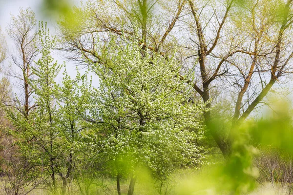 Blossoming Tree Spring Garden Beautiful Spring Natural Background — Stock Photo, Image