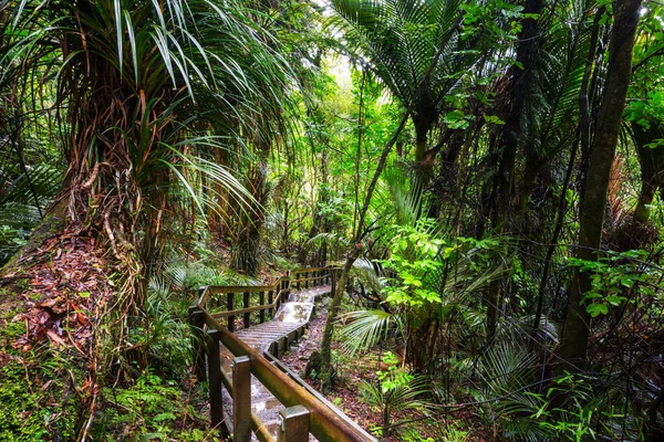 Camino Bosque Secuoya — Foto de Stock