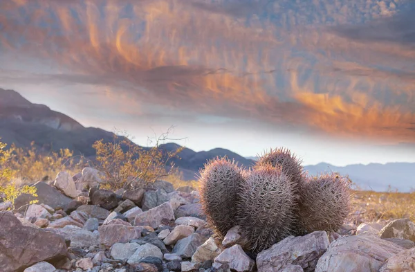 美国亚利桑那州 高山上的大山形仙人掌 — 图库照片