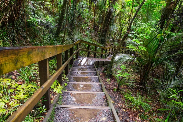 Chemin Dans Forêt Séquoias — Photo