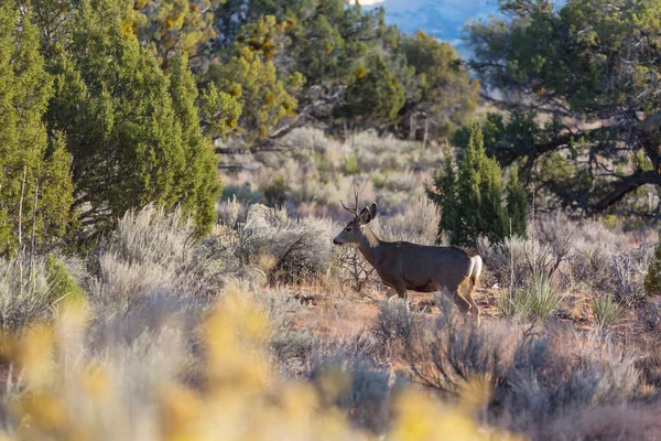 Deer Beautiful Autumn Forest Wildlife Scene — Stock Photo, Image