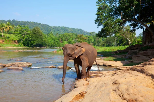 Aziatische Olifant Sri Lanka — Stockfoto