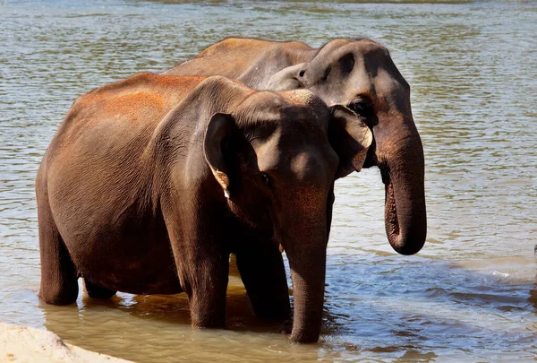 斯里兰卡的亚洲象 — 图库照片