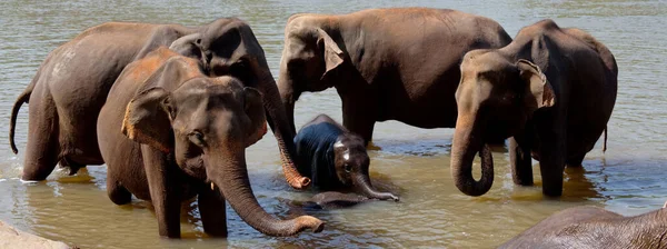 Asiatischer Elefant Sri Lanka — Stockfoto