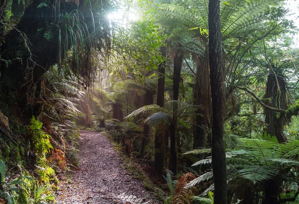 Nieuw Zeelandse Tropische Jungle Bos Groene Natuurlijke Achtergrond — Stockfoto