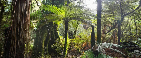 Nieuw Zeelandse Tropische Jungle Bos Groene Natuurlijke Achtergrond — Stockfoto