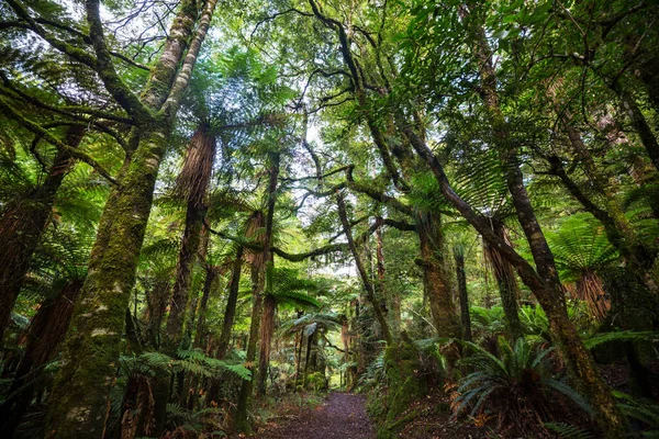 Neuseeländischer Tropischer Urwald Grüner Natürlicher Hintergrund — Stockfoto