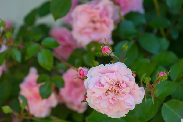 Rosa Rose Schöne Natur Hintergrund — Stockfoto