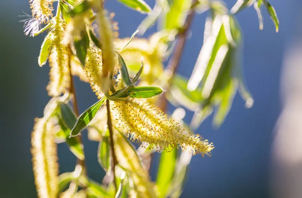 Pussy Willow Flowers Branch Spring Season Easter Spring Background — Stock fotografie