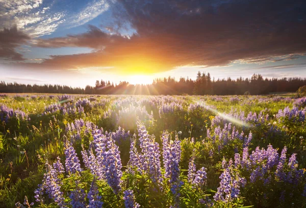 Сонячний День Квітковому Лузі Прекрасний Природний Фон Дикі Рослини Природі — стокове фото