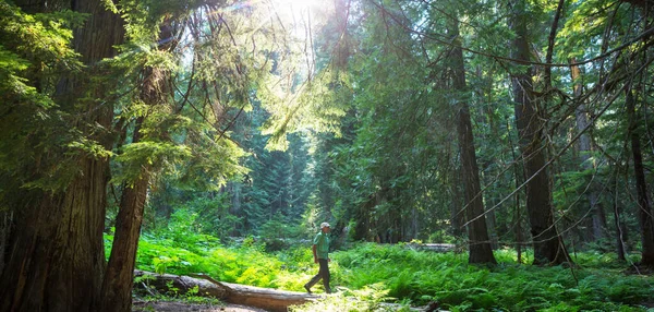 Man Vandring Bukten Leden Skogen Natur Fritid Vandring Resa Utomhus — Stockfoto