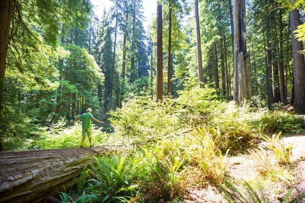 Άνδρες Ένα Όμορφο Δάσος Γιγαντιαίων Sequoias Στην Καλιφόρνια Ηπα — Φωτογραφία Αρχείου