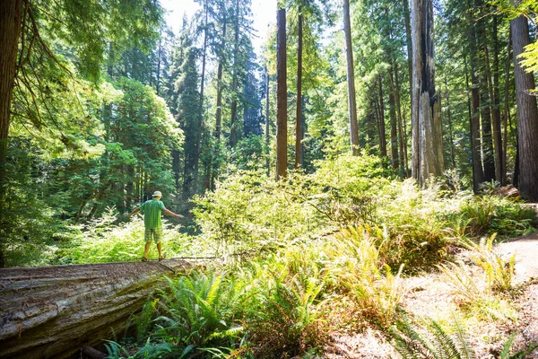 Hombres Hermoso Bosque Secuelas Gigantes California —  Fotos de Stock