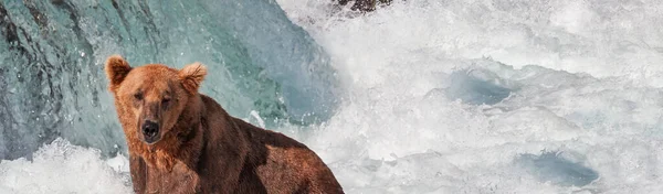 Grizzlybjörn Jagar Lax Brooks Fall Kustbruna Grizzlybjörnar Fiskar Katmai Nationalpark — Stockfoto
