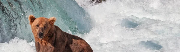 Grizzly Bear Hunting Salmon Brooks Falls Coastal Brown Grizzly Bears — Stock Photo, Image