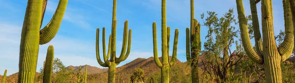 Gran Cactus Saguaro Una Montaña Arizona — Foto de Stock