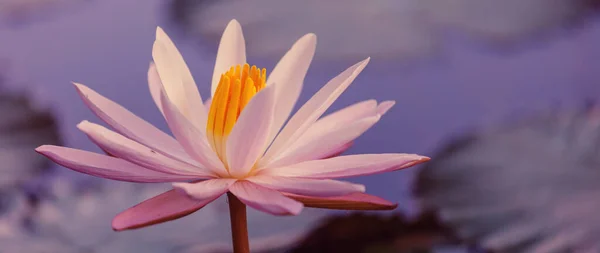 Lotus Tropickém Rybníku — Stock fotografie