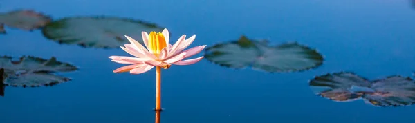 Lotus Tropical Pond — Stock Photo, Image