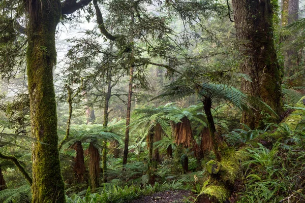 Neuseeländischer Tropischer Urwald Grüner Natürlicher Hintergrund — Stockfoto