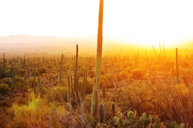 Büyük Saguaro kaktüsü bir dağda, Arizona, ABD