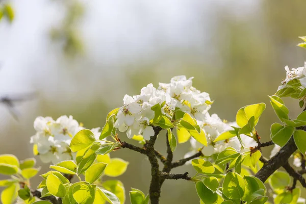 Kvetoucí Strom Jarní Zahradě Krásné Jaro Přírodní Pozadí — Stock fotografie