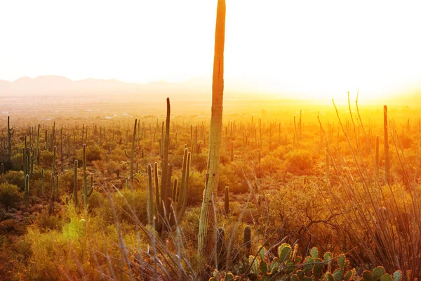 アリゾナ州の山にある大きなサガロサボテン — ストック写真