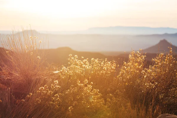 Bergweide Zonnige Dag Natuurlijke Zomerlandschap — Stockfoto