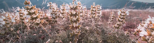 Όμορφα Αγριολούλουδα Ένα Καταπράσινο Λιβάδι Την Καλοκαιρινή Περίοδο Φυσικό Περιβάλλον — Φωτογραφία Αρχείου