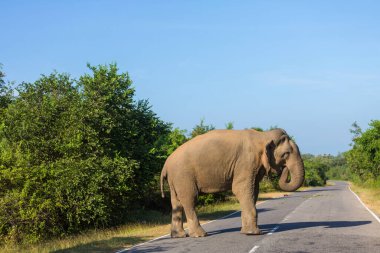 Yolda duran Sri Lanka fili