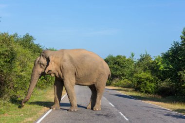 Yolda duran Sri Lanka fili