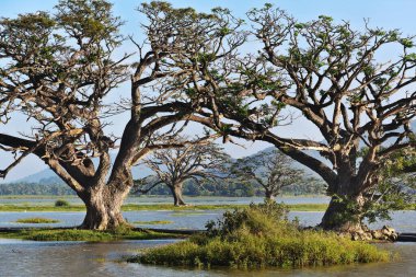 Sri Lanka 'daki güzel doğal manzaralar. Göldeki büyük ağaçlar.