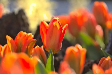 Bahar çiçek alan. Güzel bahar arka plan. Bahar bahçe lale. Tarım ve Bahçe Tema.