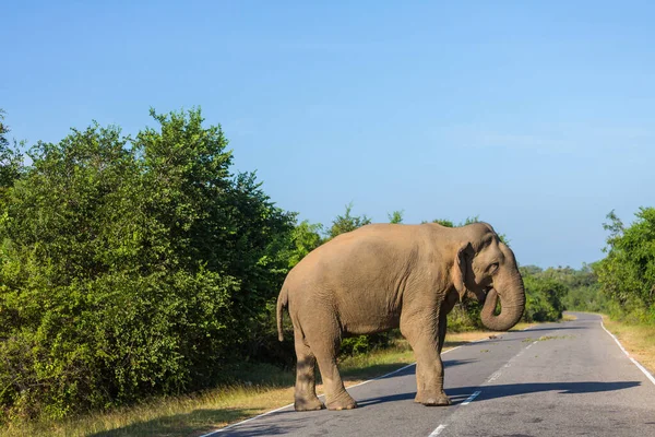 Yolda duran Sri Lanka fili