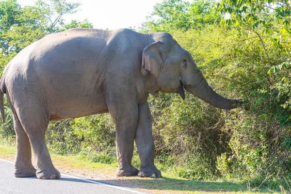 Yolda duran Sri Lanka fili