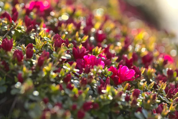 Tiro Close Das Belas Flores Adequado Para Fundo Floral — Fotografia de Stock