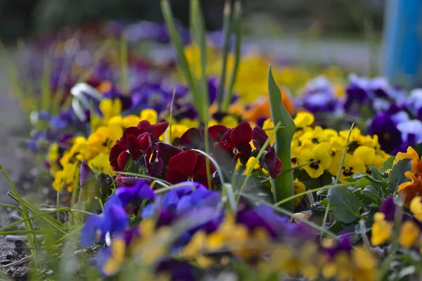 Nahaufnahme Der Schönen Blumen Geeignet Für Floralen Hintergrund — Stockfoto