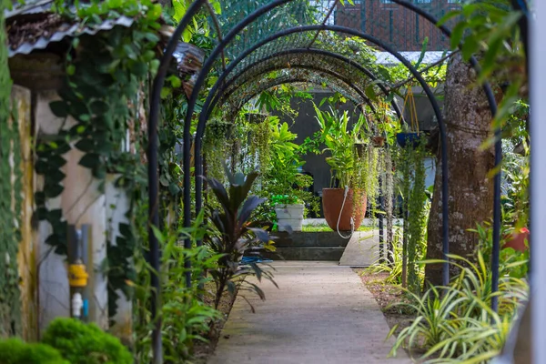 Yaz bahçesinde yeşil bitkiler ve çiçekler