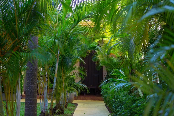 Yaz bahçesinde yeşil bitkiler ve çiçekler