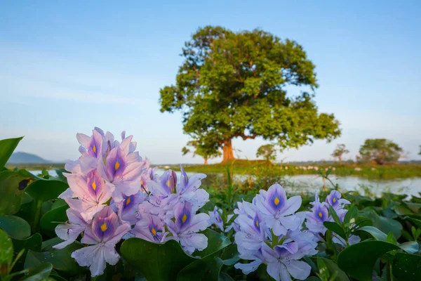 Прекрасні Природні Ландшафти Шрі Ланки Квіти Озері — стокове фото