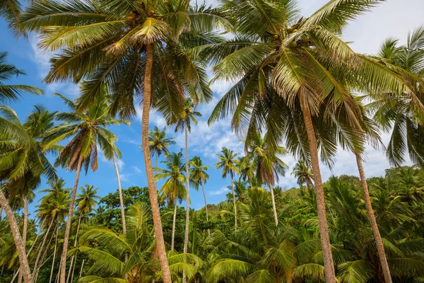 Piantagione Palme Sull Isola Tropicale — Foto Stock