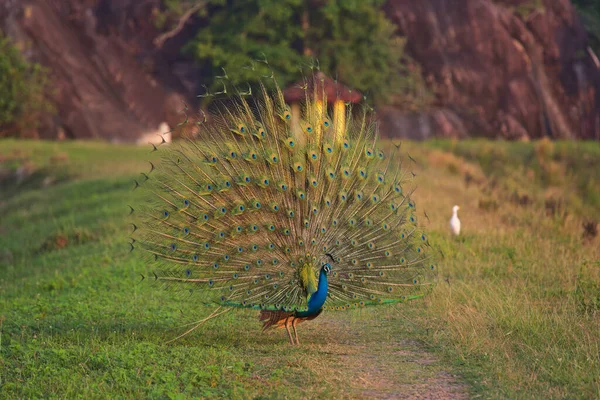 Wilder Pfau Auf Den Feldern Sri Lankas — Stockfoto